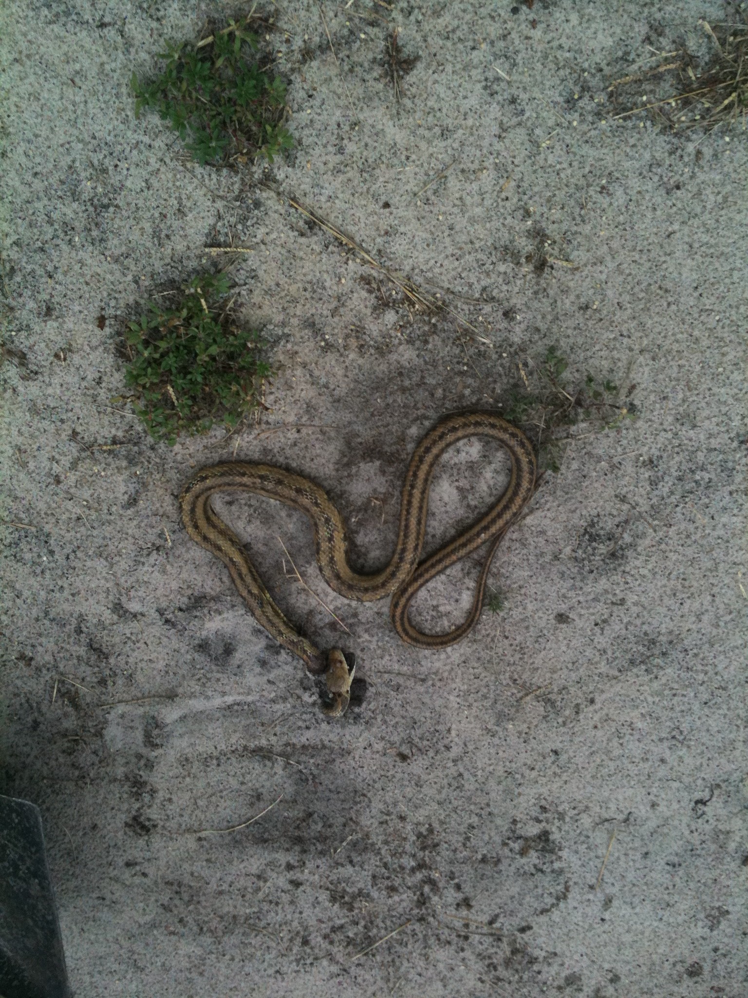 Snake in the chicken yard | My Chicken Tales